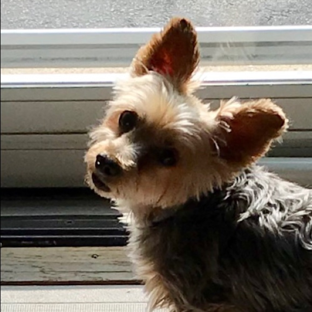 Meet your Posher, Dawn